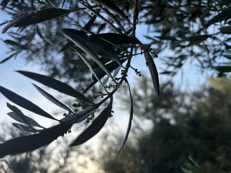 Foto aeaff247-2933-43f8-bd9f-db05ba214ddb. Finca rústica a Cijuela