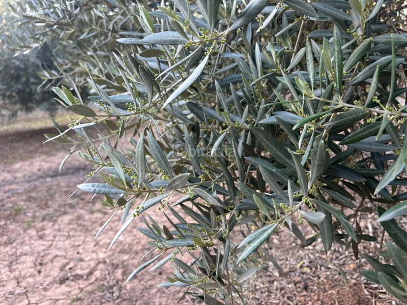 Foto b6991b65-b90f-4965-9f51-6a00fb2e144d. Finca rústica a Cijuela