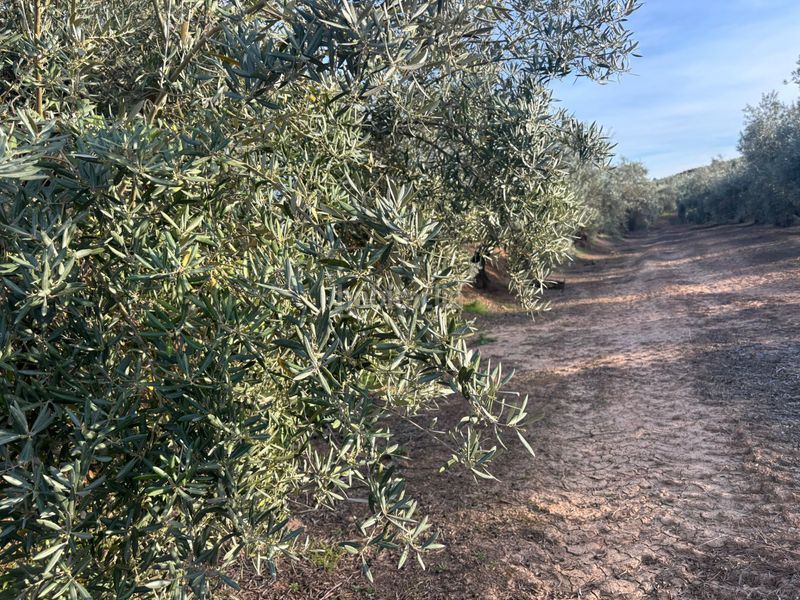 Foto b7ca0562-2828-4e2d-9f80-a5424a065c3b. Finca rústica a Cijuela