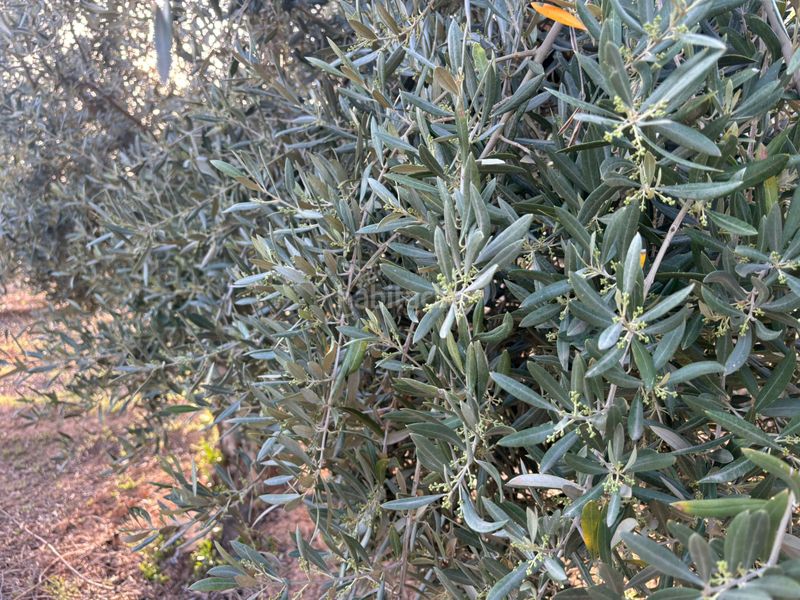 Foto f0ce15d0-6efc-4e94-bad3-6af157e68def. Finca rústica a Cijuela