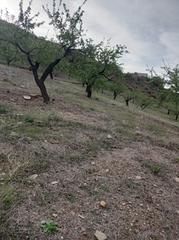 Finca rústica  So-02