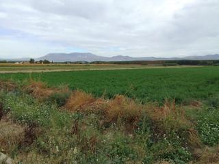 Fondo rustico  Calle reina sofía. Venta de finca en romilla (granada)