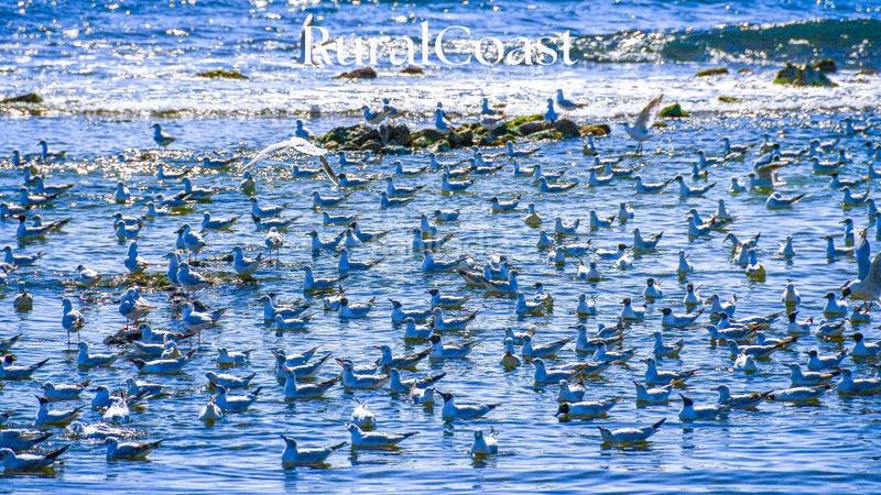 Foto 9cba8a60-88cc-477a-b695-154bda401ccb. Xalet amb calefacció aparcament piscina a Campello Pueblo Campello (el)