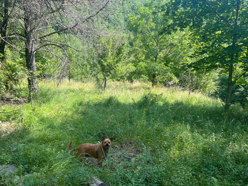 Foto d5792009-e258-4837-ab51-f681c810a709. Finca rústica a calle única 52 a Broto