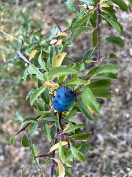 Foto 8bd031c6-15d9-4757-9d18-29e8d2efefa0. Finca rústica a calle única 52 a Broto