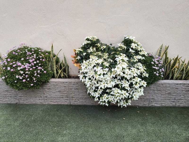 Foto 618b72ec-00a2-4fff-b607-b506f78fd93b. Xalet a calle aderno 5 a Longuera - Toscal Realejos (Los)