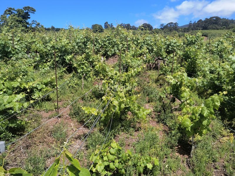 Foto 048b8ff5-7005-4ba9-a6f0-ae6d5d25c0e5. Finca rústica a vial camino 52 a Sauzal (El)
