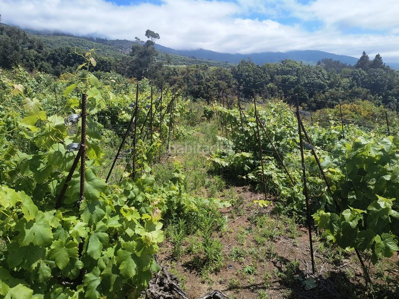 Foto 2f474ca5-f51f-4b2d-a771-b6a23d946ba5. Finca rústica a vial camino 52 a Sauzal (El)