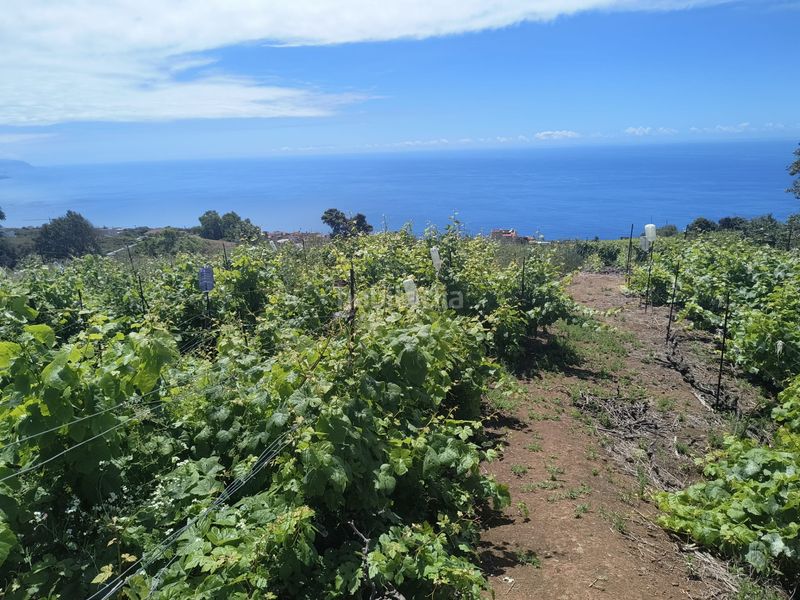 Foto 45a74b26-1510-4031-aac5-0c343cd2e8d0. Finca rústica a vial camino 52 a Sauzal (El)