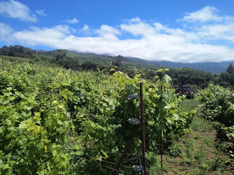 Foto 96d9efa4-4ee1-4485-b826-0b2a7e1dee9f. Finca rústica a vial camino 52 a Sauzal (El)