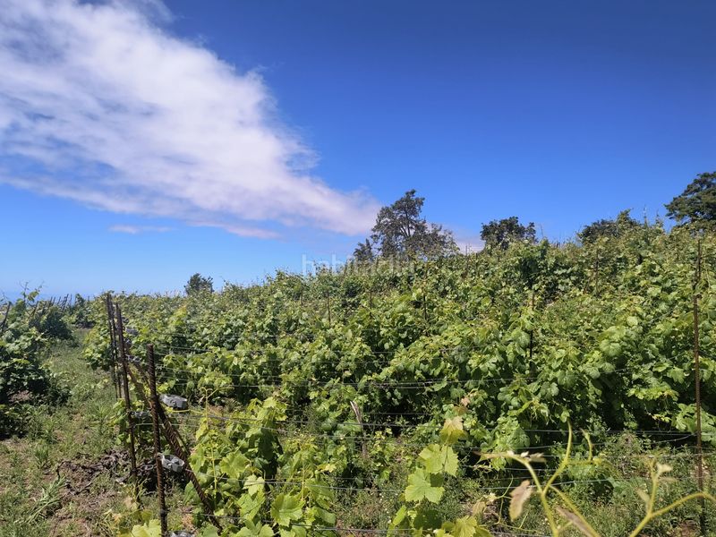 Foto a08e1b08-f54f-48a5-9892-688c6d2b023e. Finca rústica a vial camino 52 a Sauzal (El)