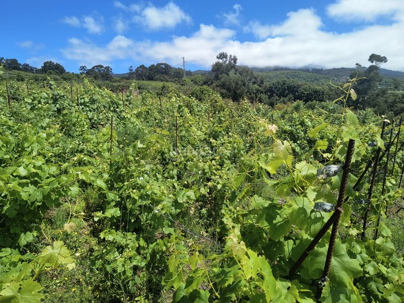 Foto a96393c9-3b4f-43e6-9fbc-5ed41bb514ce. Finca rústica a vial camino 52 a Sauzal (El)