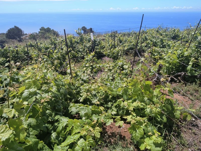 Foto c91b0731-6b1e-4ec3-9bc7-8809e2ed6da7. Finca rústica a vial camino 52 a Sauzal (El)