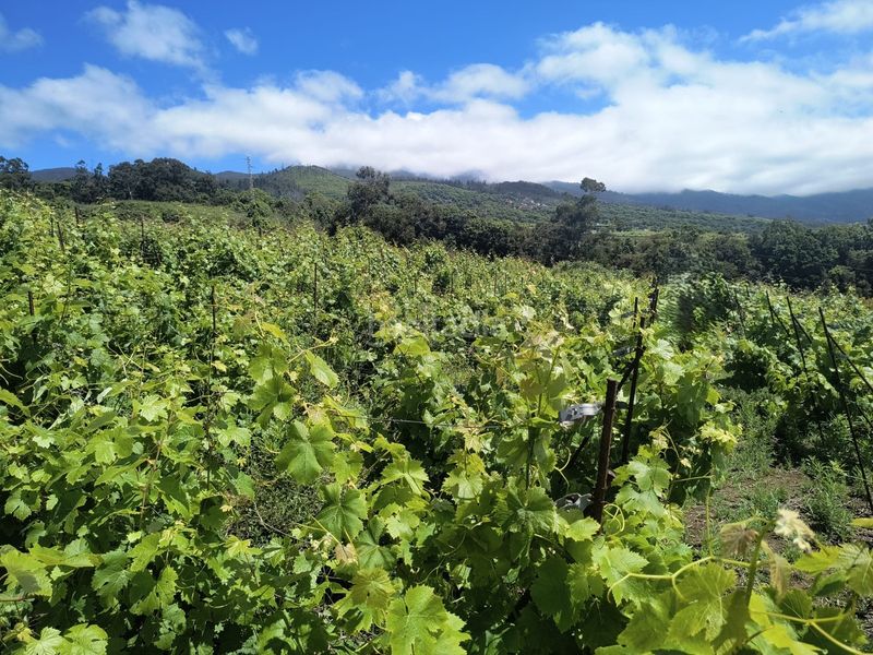 Foto d6a95944-d581-4dbb-88fe-ddfbe58d971a. Finca rústica a vial camino 52 a Sauzal (El)