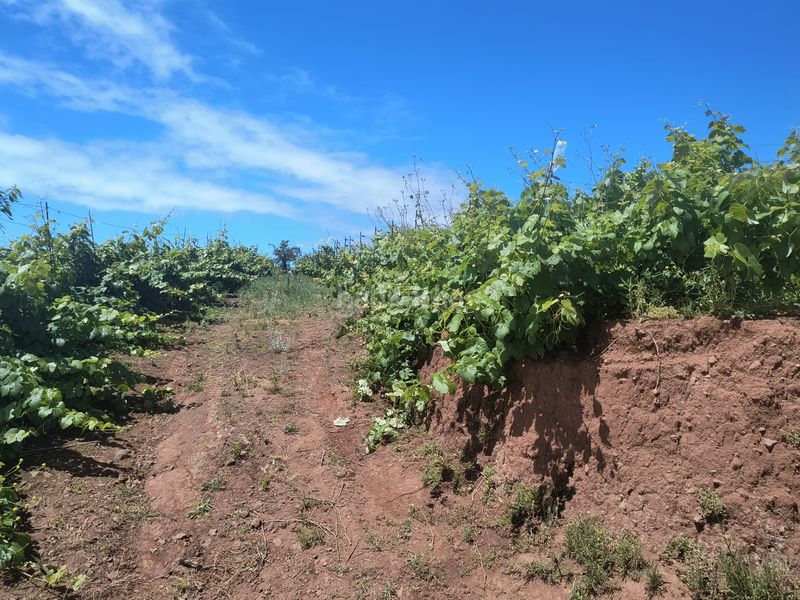 Foto ea984d52-9d69-45fd-b87a-4b2231b26ff6. Finca rústica a vial camino 52 a Sauzal (El)