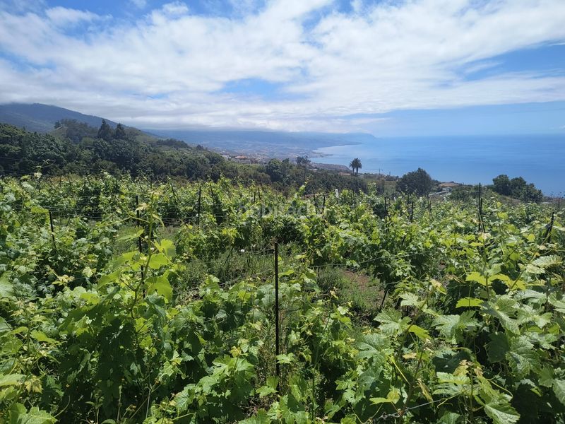 Foto f29665aa-61ee-492c-95a3-1317284b13ca. Finca rústica a vial camino 52 a Sauzal (El)