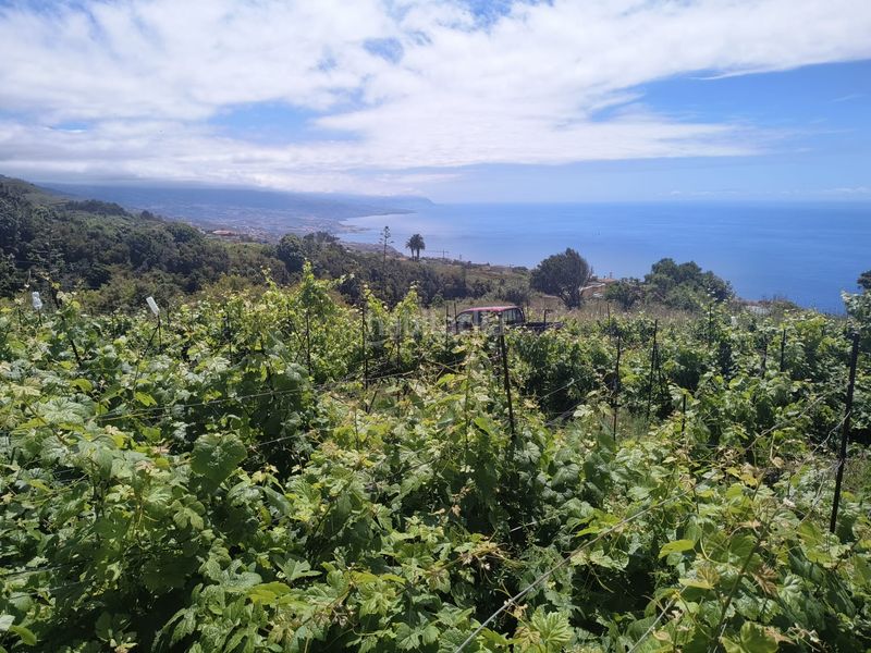 Foto f5f995d4-6ccb-40a0-b249-4b3ac7dca1f5. Finca rústica a vial camino 52 a Sauzal (El)