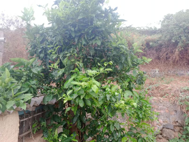 Foto 576603ac-95c2-4234-ad85-0035ee9069f4. Rural plot in calle los berros 1 in Los Realejos pueblo Realejos (Los)