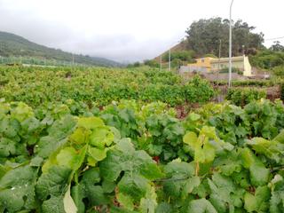 Rural plot in Calle real orotava 32