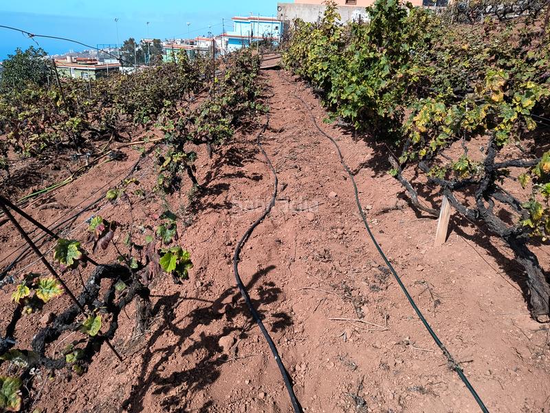 Foto 8b3f50df-a053-4b6f-9a6e-7ed81f715693. Terrain résidentiel dans carretera rafael ramos 49 dans Sauzal (El)