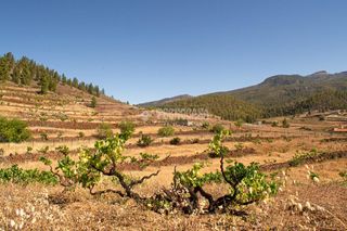 Rural plot in Arona Pueblo. Terrenos en venta en arona