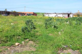 Terreno residencial en Coria