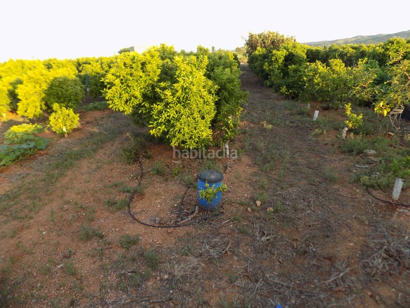 Foto 5b19d312-a035-4051-9ea2-5143ba4647fc. Finca rústica a Picassent