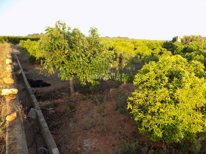 Foto 7780d497-581b-45a0-aae1-65ca9f831f42. Finca rústica a Picassent