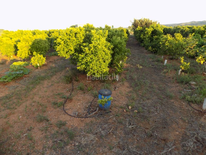 Foto 9b1818dc-109e-4237-8810-ebdbd9d39b78. Finca rústica a Picassent
