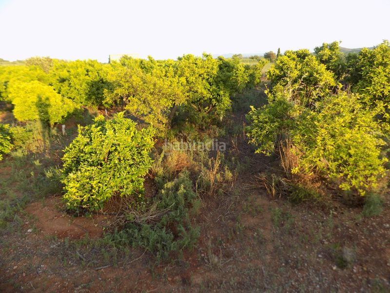 Foto a28c5709-336f-4d3a-a365-e91fb1a8b9d0. Finca rústica a Picassent
