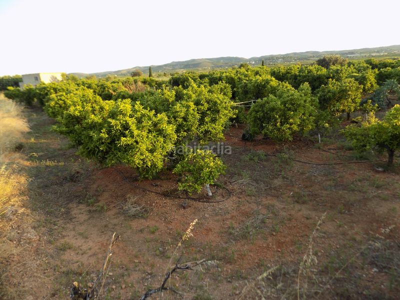 Foto eddf0aaf-8a8d-46df-8d3d-592195eea505. Finca rústica a Picassent