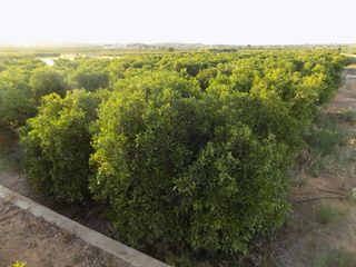 Landgut in N/a. Terreno rustico plantado de la variedad navelane y clemenula.