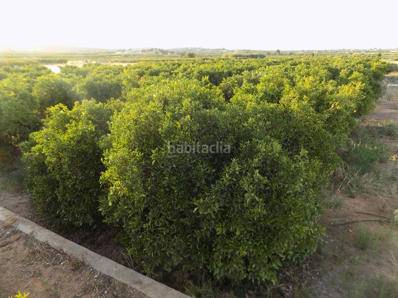 Foto 28bc7e51-f9ab-43f2-b142-2991d0ae5e42. Finca rústica a n/a a Picassent