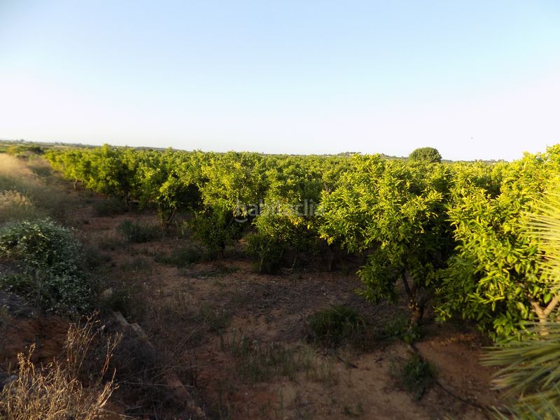 Foto 90987cd9-8e3b-4a6f-92c4-a6599a574da8. Finca rústica a n/a a Picassent