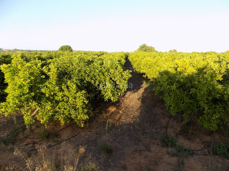 Foto af4a5ae0-fbaf-4a90-8c6b-7d28782e0fc8. Finca rústica a n/a a Picassent