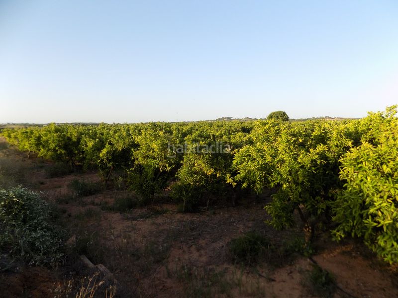 Foto c4700f34-4a0f-4f3d-8615-fdb093e77796. Finca rústica a n/a a Picassent