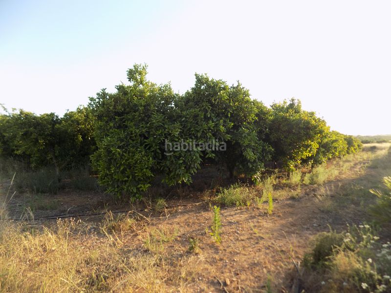 Foto ddb0b1f2-8aa8-4197-9b78-0dd088ca57f7. Finca rústica a n/a a Picassent
