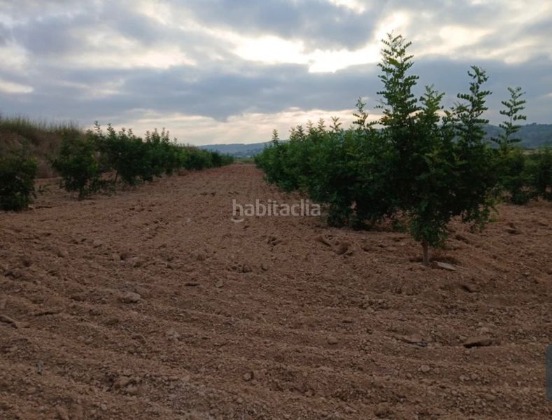 Foto 6244dfc8-f8e2-4298-9bd5-a036f8fa80b0. Finca rústica a llano de la paridera 576 a Real de Montroi
