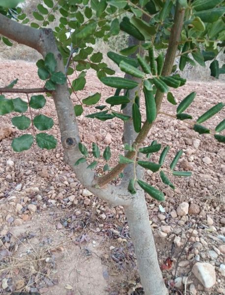 Foto b00f87aa-50e0-4917-8ac6-af886ecf2f7b. Finca rústica a llano de la paridera 576 a Real de Montroi