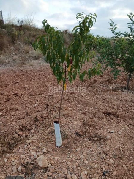 Foto e6288e88-5555-4a9a-8e40-ada102000849. Finca rústica a llano de la paridera 576 a Real de Montroi