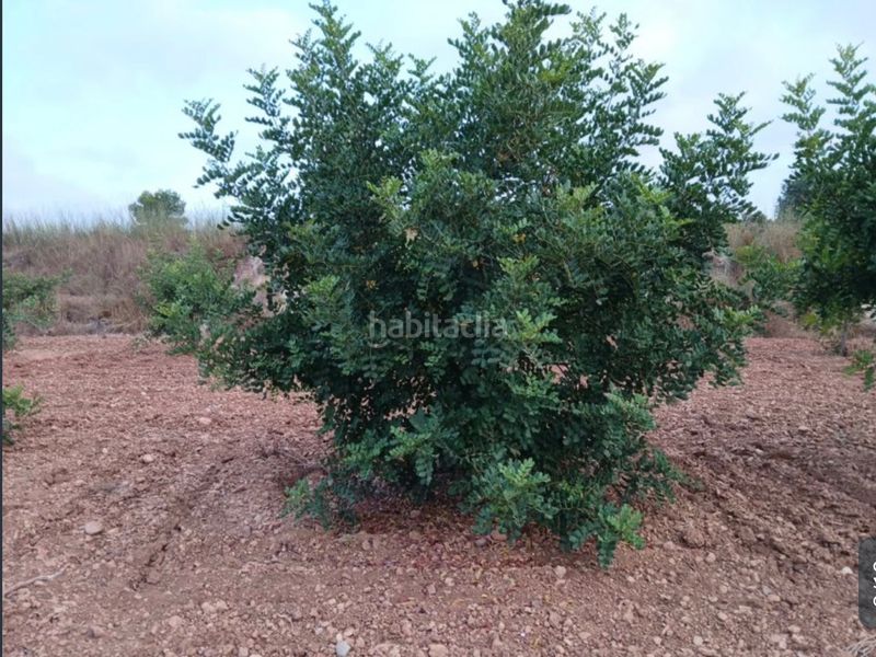 Foto e9147357-2ca4-4324-9013-86d09d7c867f. Finca rústica a llano de la paridera 576 a Real de Montroi