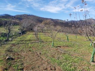 Finca rústica a Valleseco. Terrenos en venta – ¡oportunidad única en valleseco!