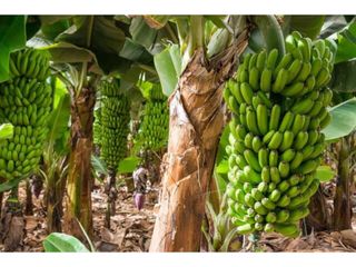 Landgut en Calle las galletas 0. Terreno en venta en adeje norte