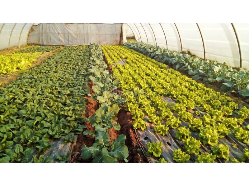 Foto 05000305-8921-4542-820f-e616896d9b47. Finca rústica a Guía de Isora interior Guía de Isora