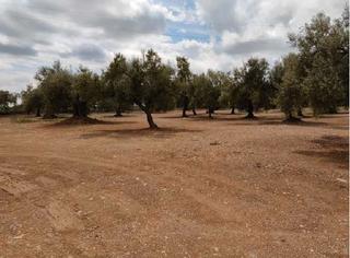 Landgut in San Rafael del Río