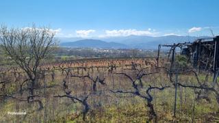 Finca rústica a Zona Alta. Viña con edificacion aperos