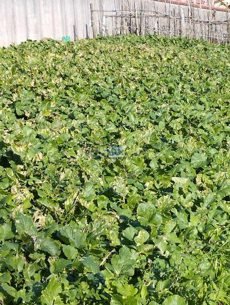 Foto 1efe03aa-99a7-4dfc-b23c-cef6c0be25f4. Terrain résidentiel dans Cedeira