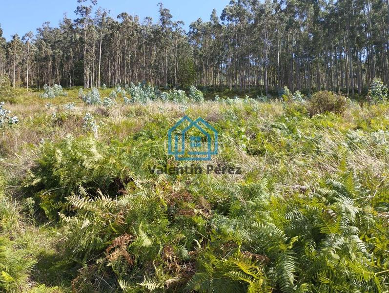 Foto c1aea976-62b9-4b8d-9dc5-aefc47b11d4f. Terreno residencial en Valdoviño