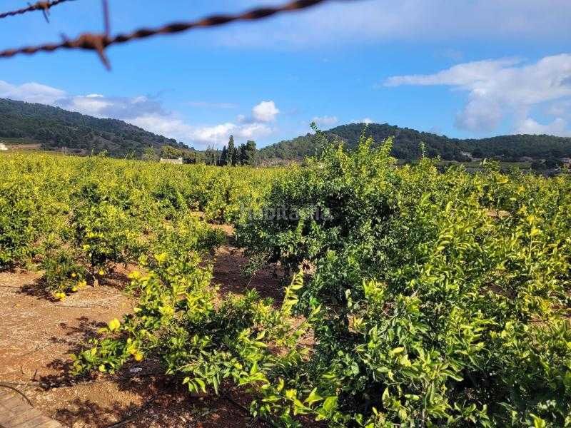 Foto 0759741a-0500-4d53-86f5-56491e8b19f7. Finca rústica a plaça poligono 28 44 a La Loma-Las Lomas Náquera