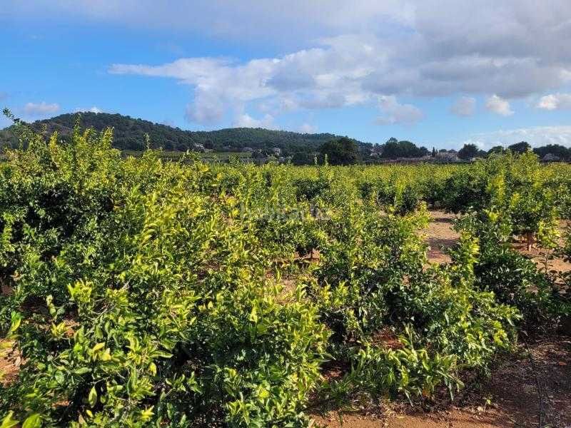 Foto e7d6a9a5-400d-473e-82e7-81207b93344a. Finca rústica a plaça poligono 28 44 a La Loma-Las Lomas Náquera